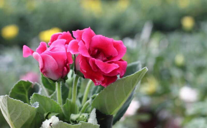 Pink Geranium Flowers — Calm, Spring, Photograph, Green Leaves, Bloom