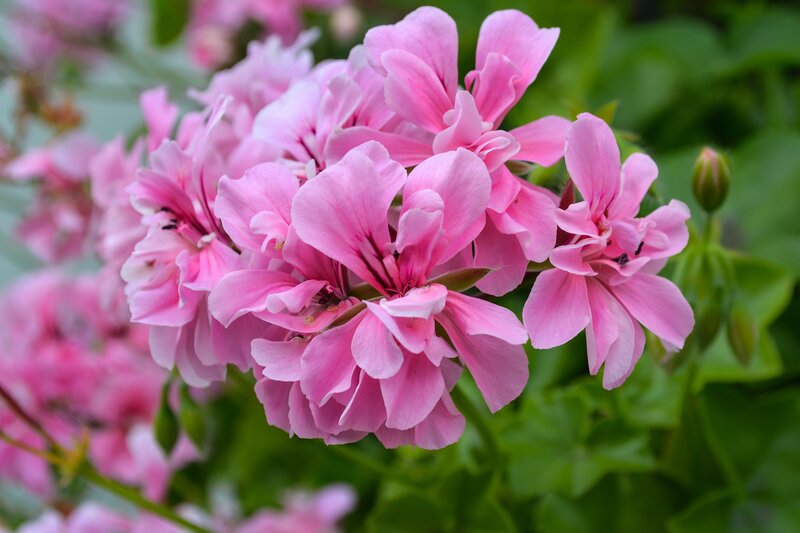 Pink Geranium Flowers — Calm, Spring, Photograph, Green Leaves, Flower Buds