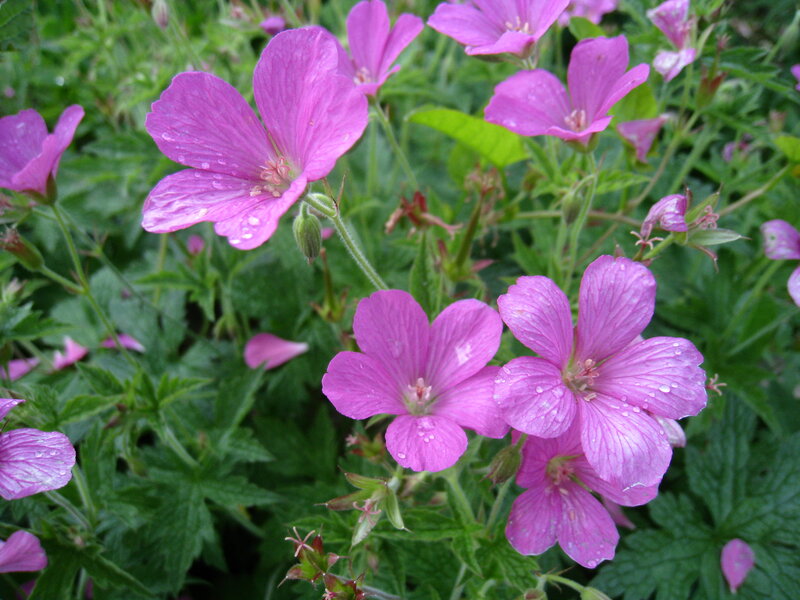 Pink Geranium Flowers — Calm, Spring, Photograph, Green Leaves