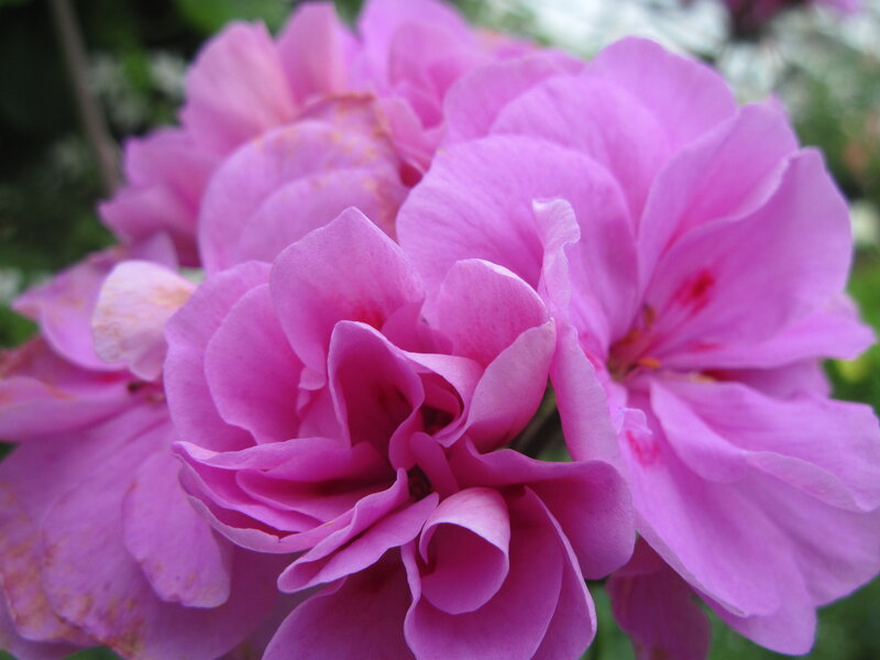Pink Geranium Flowers — Calm, Spring, Photograph, Leaves