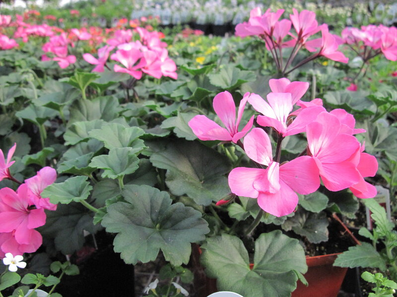 Pink Geranium Flowers — Calm, Spring, Photograph