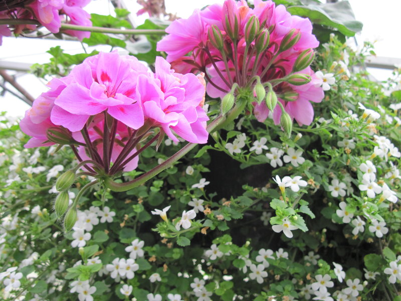 Pink Geranium Flowers — Calm, Spring, Photograph, White Flowers