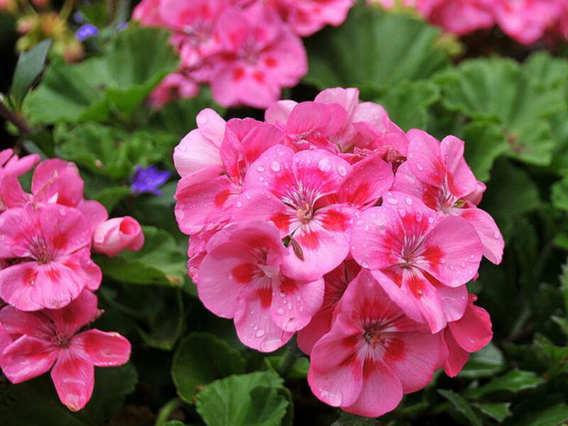 Pink Geranium Flowers — Calm, Spring