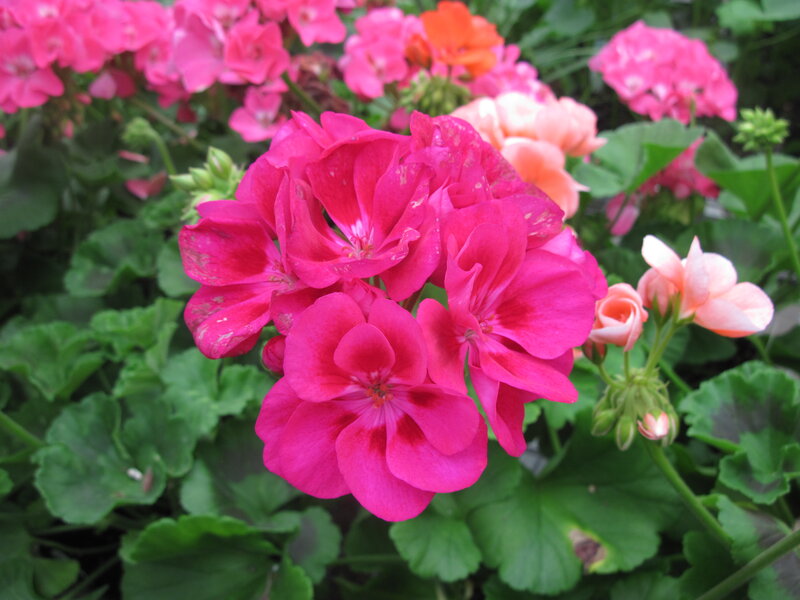 Pink Geranium Flowers — Calm, Summer, Photograph, Green Leaves