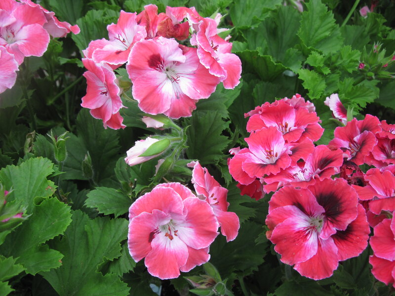 Pink Geranium Flowers — Calm, Summer, Photograph