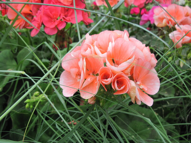 Pink Geranium Flowers — Calm, Summer