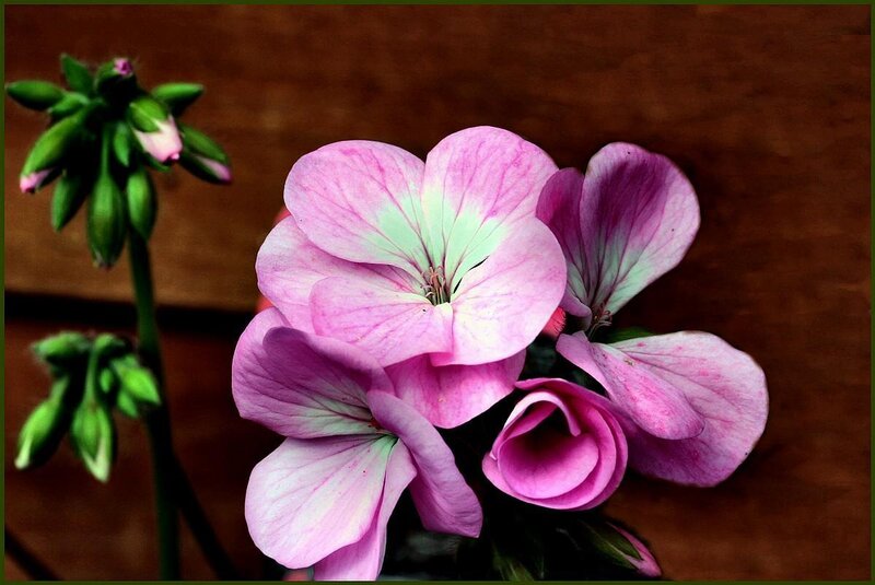 Pink Geranium Flowers — Calm