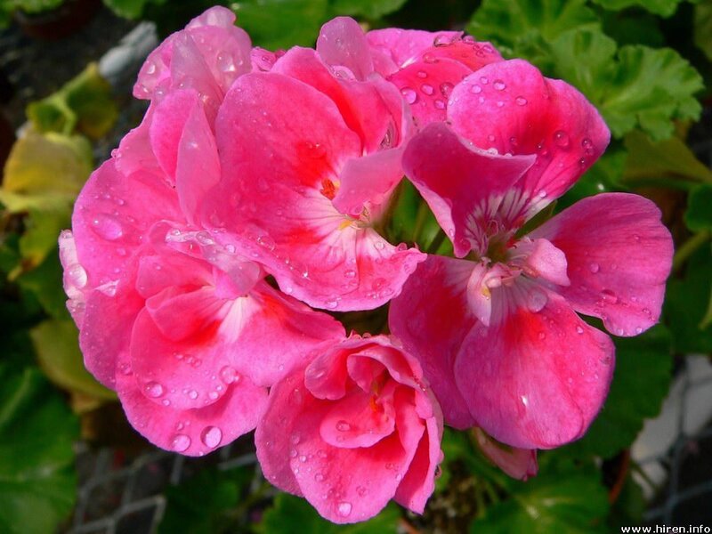 Pink Geranium Flowers — Fresh, Afternoon
