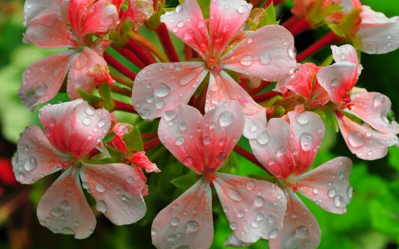 Pink Geranium Flowers — Fresh, Morning