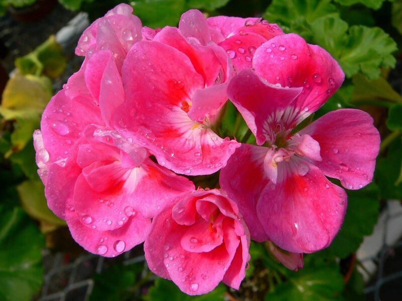 Pink Geranium Flowers — Fresh