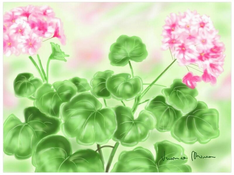 Pink Geranium Flowers — Green