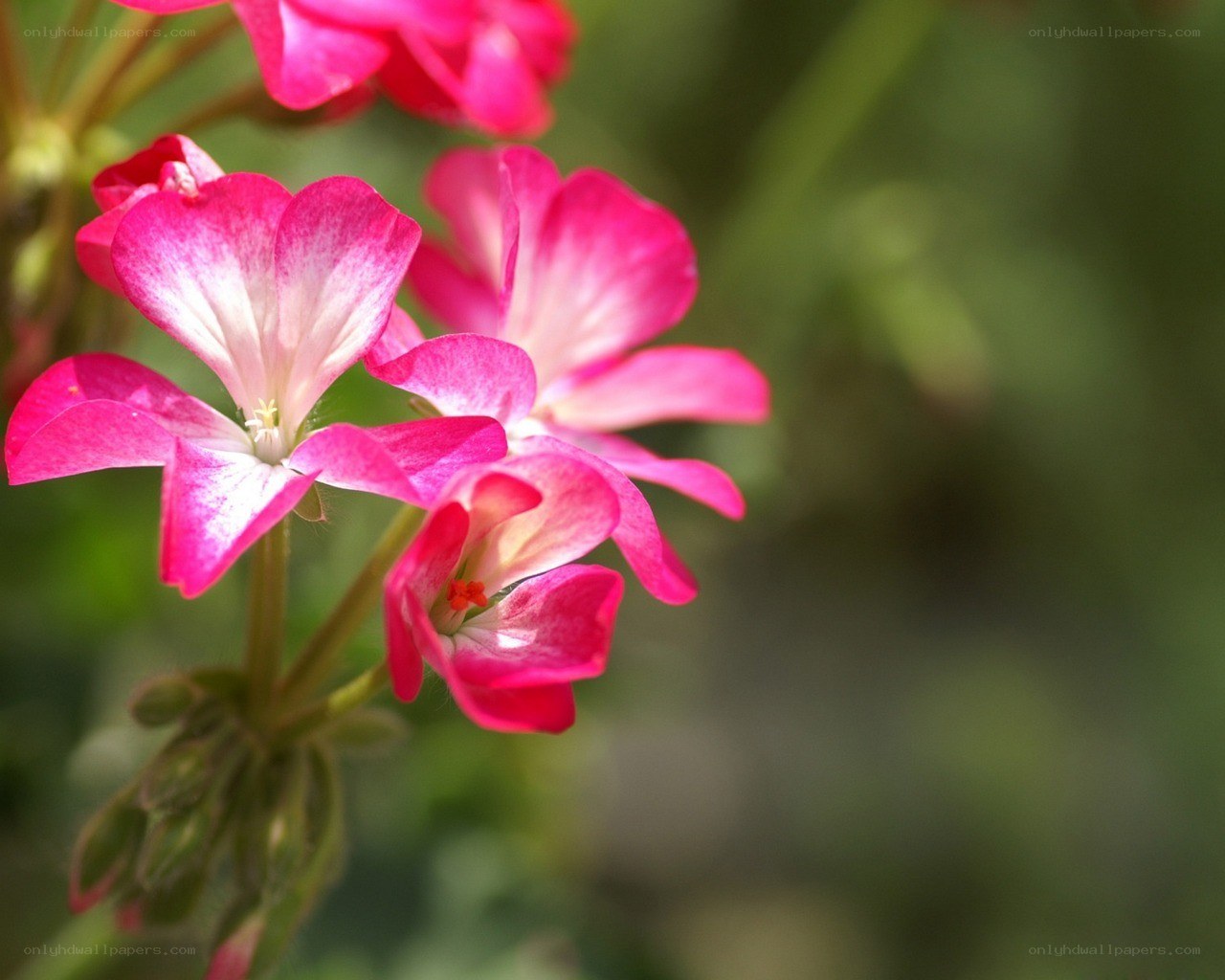 Pink geranium flowers in bloom