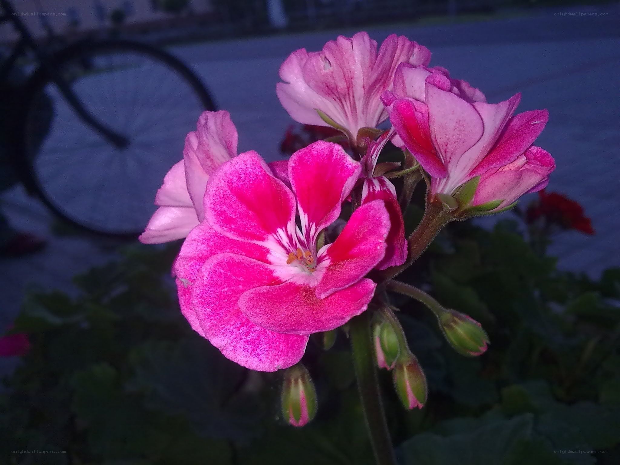 Pink geranium flowers in bloom