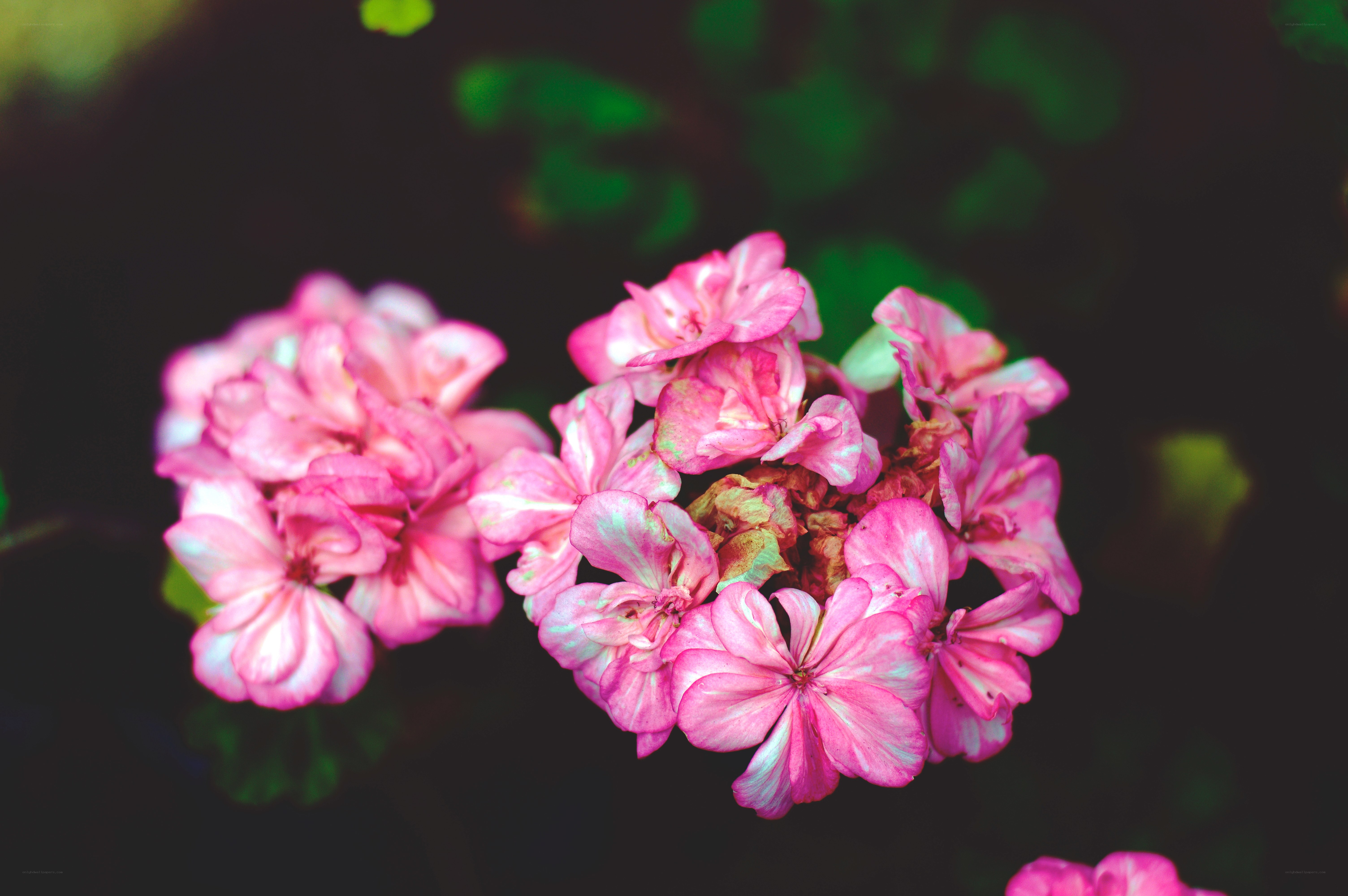 Pink geranium flowers in bloom