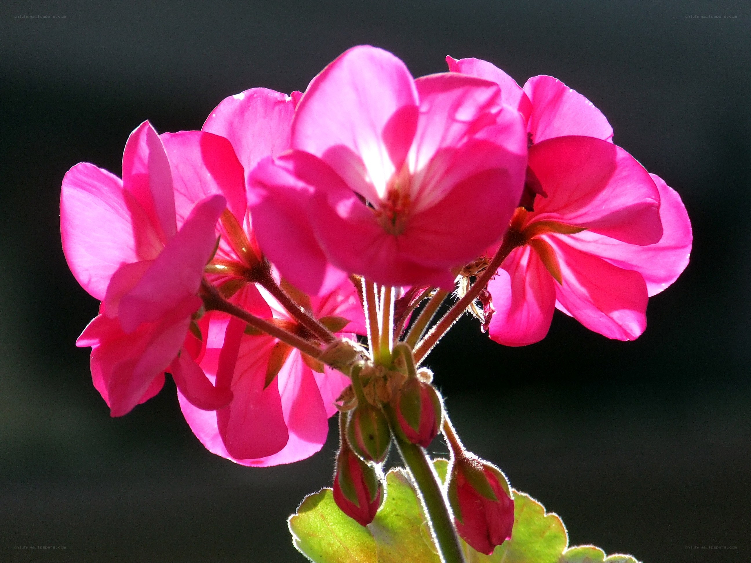 Pink geranium flowers in sunlight
