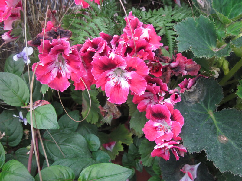 Pink Geranium Flowers — Natural, Afternoon