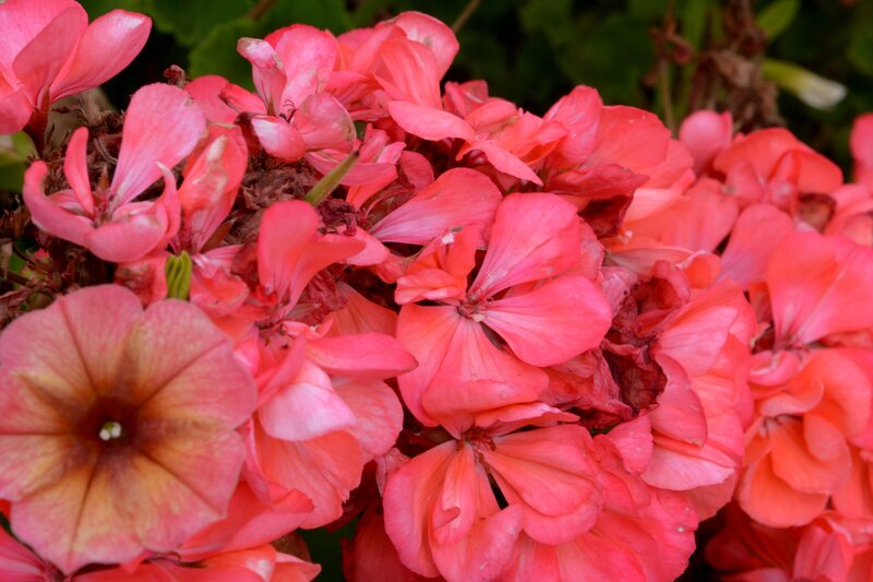 Pink Geranium Flowers — Natural, Spring