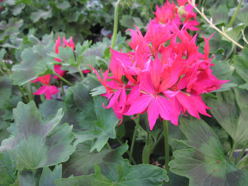 Pink Geranium Flowers — Natural