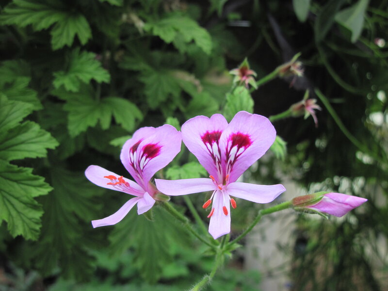 Pink Geranium Flowers — Purple, Calm