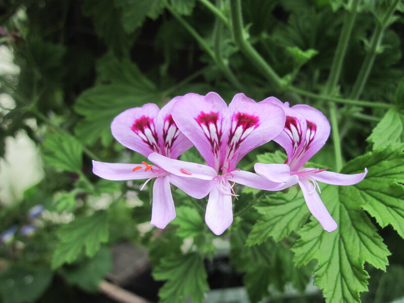 Pink Geranium Flowers — Purple