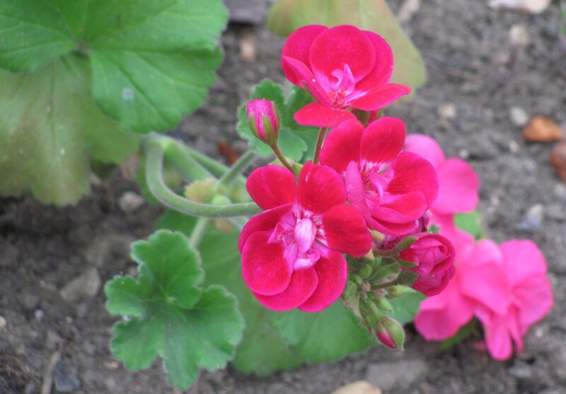 Pink Geranium Flowers — Red