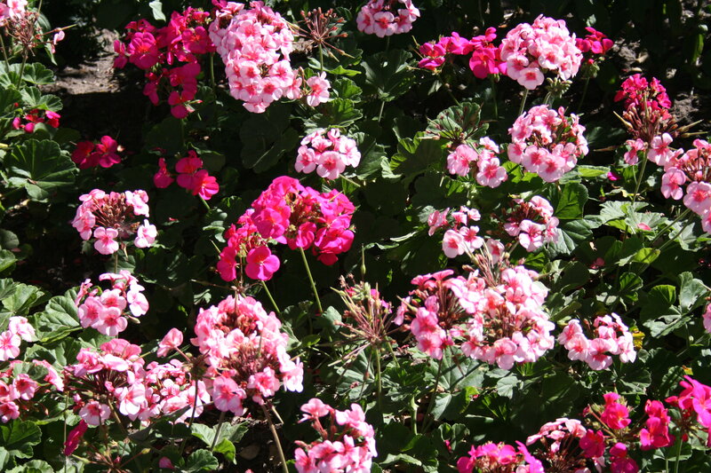 Pink Geranium Flowers — Serene, Afternoon, Photograph, Green Leaves, Sunlight