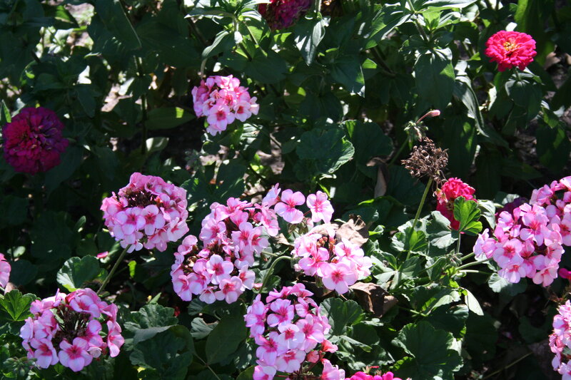 Pink Geranium Flowers — Serene, Afternoon, Photograph, Green Leaves