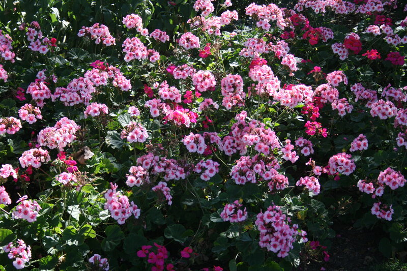 Pink Geranium Flowers — Serene, Afternoon, Photograph
