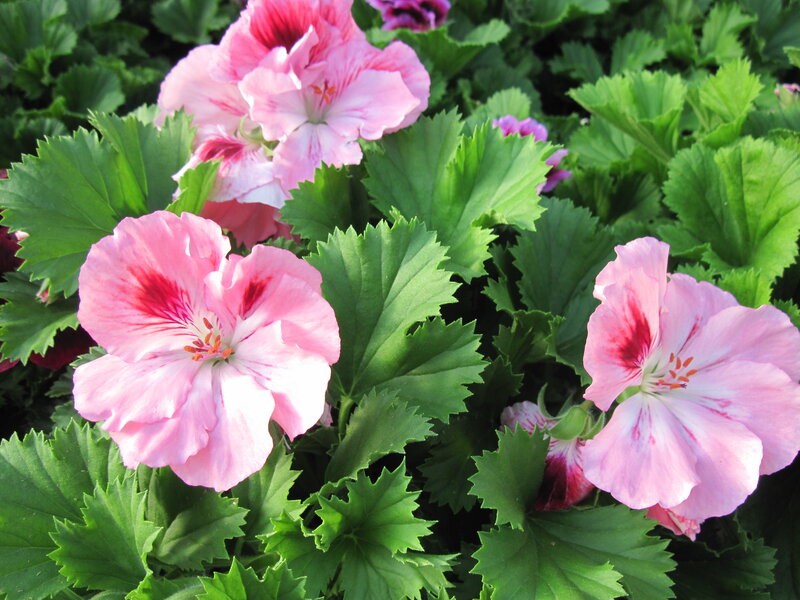 Pink Geranium Flowers — Serene, Afternoon