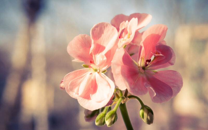 Pink Geranium Flowers — Serene, Morning