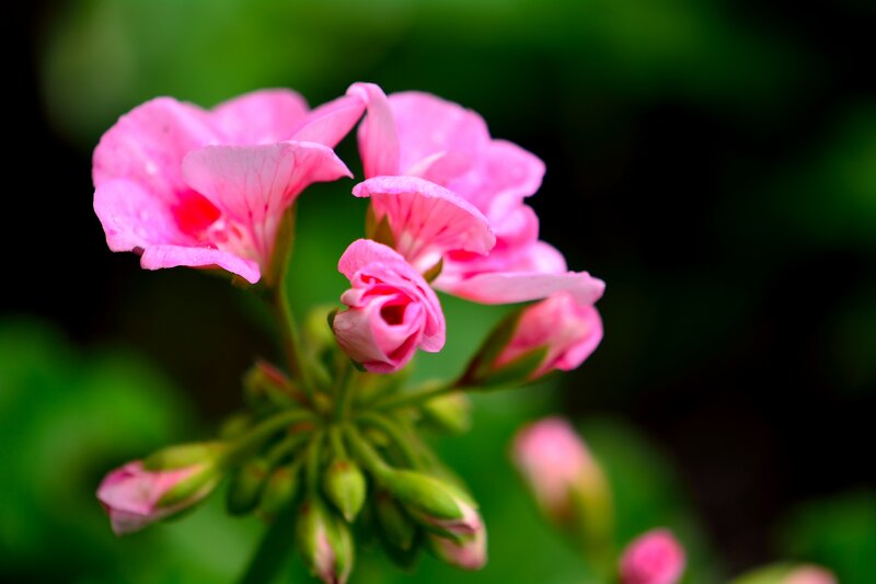 Pink Geranium Flowers — Serene, Photograph, Buds