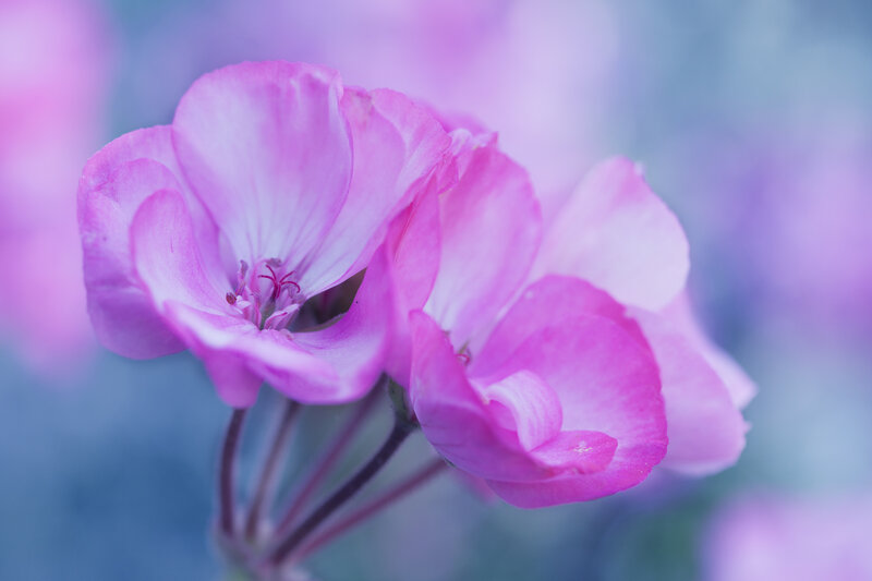 Pink Geranium Flowers — Serene, Photograph, Stems
