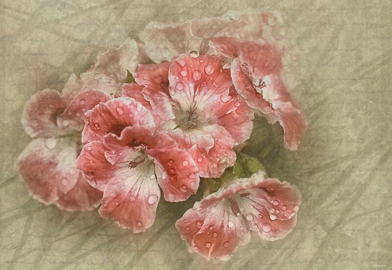 Pink Geranium Flowers — Serene, Photograph
