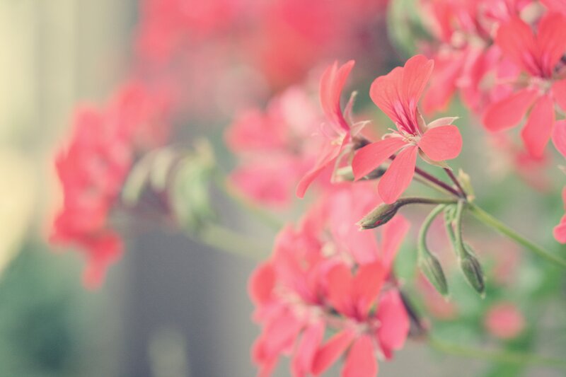 Pink Geranium Flowers — Serene, Spring, Photograph, Buds