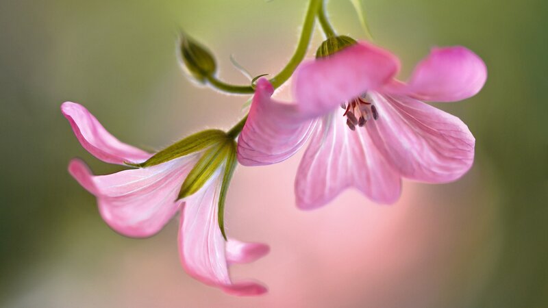 Pink Geranium Flowers — Serene, Spring, Photograph, Flower