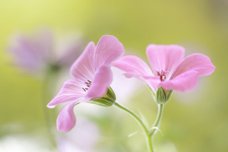 Pink Geranium Flowers — Serene, Spring, Photograph