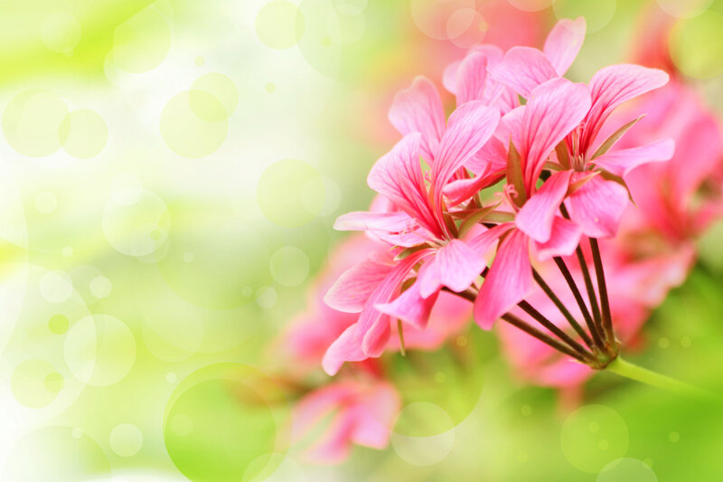 Pink Geranium Flowers — Serene, Spring