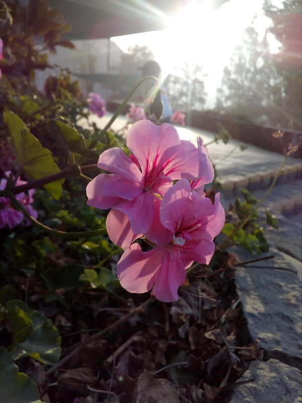 Pink Geranium Flowers — Serene, Sunset