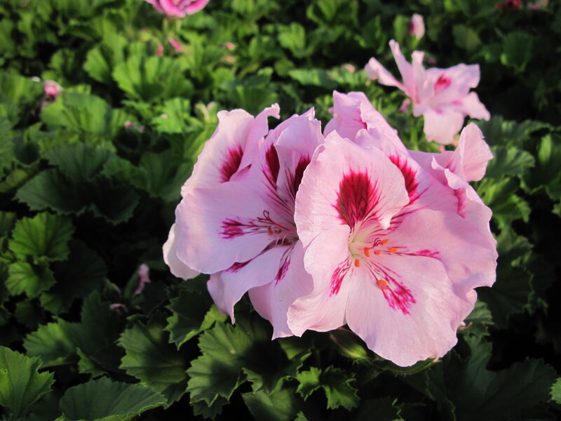 Pink Geranium Flowers — Serene