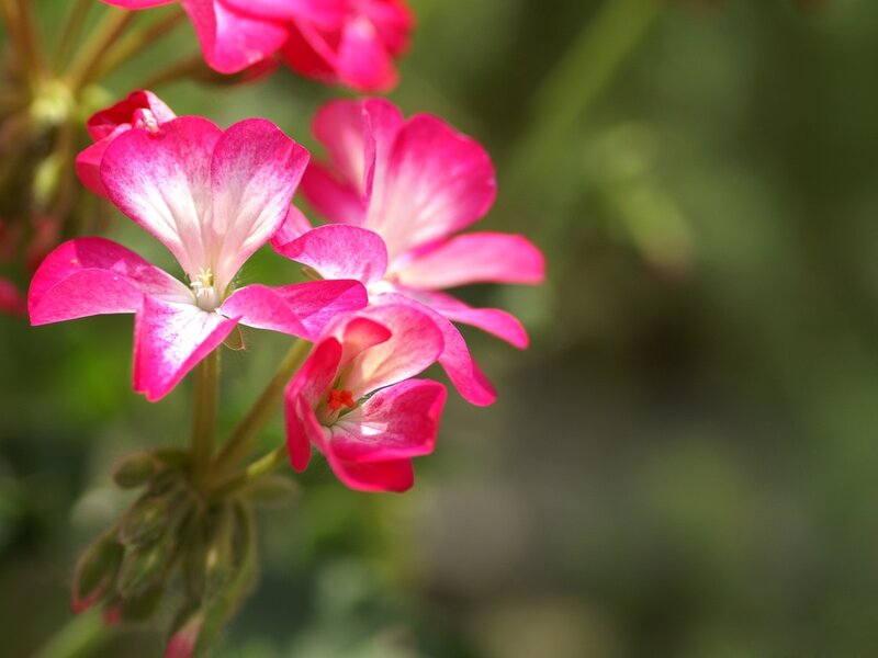 Pink geranium flowers