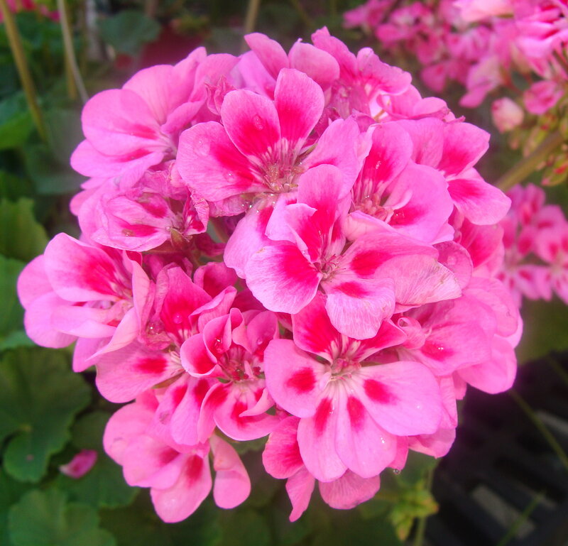 Pink Geranium Flowers — Vibrant, Afternoon, Photograph, Green Leaves