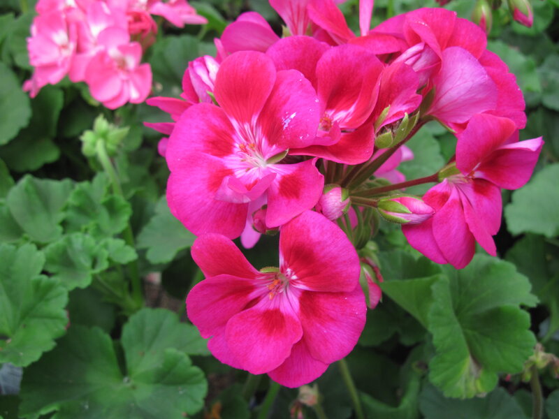 Pink Geranium Flowers — Vibrant, Afternoon