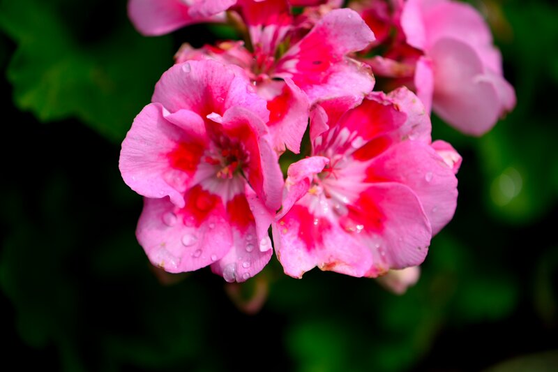 Pink Geranium Flowers — Vibrant, Photograph, Leaves