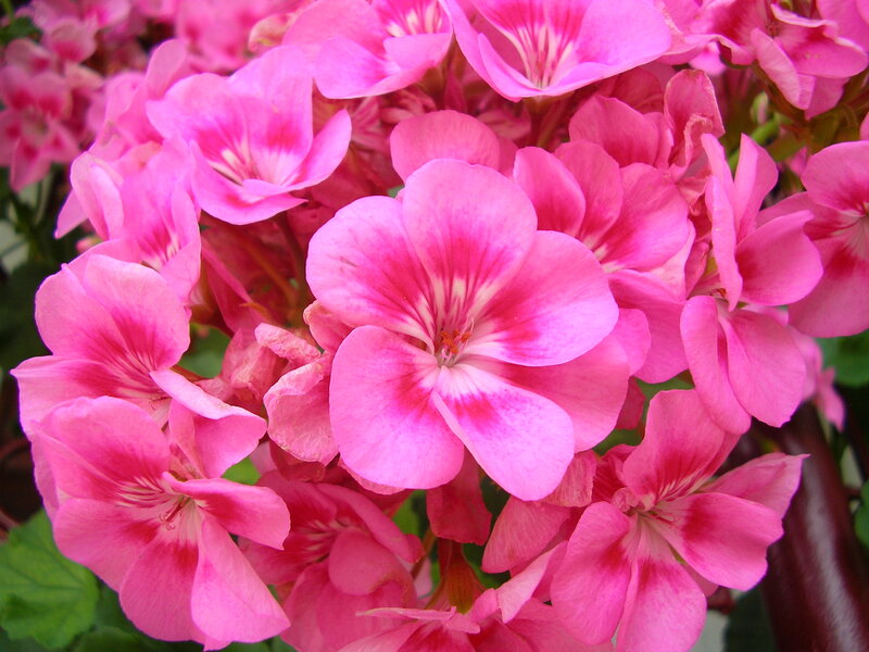 Pink Geranium Flowers — Vibrant, Photograph