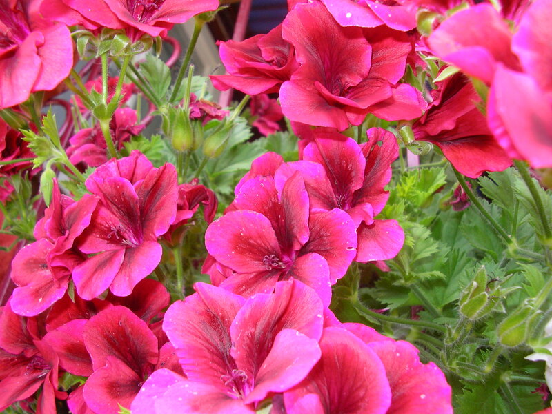 Pink Geranium Flowers — Vibrant, Summer