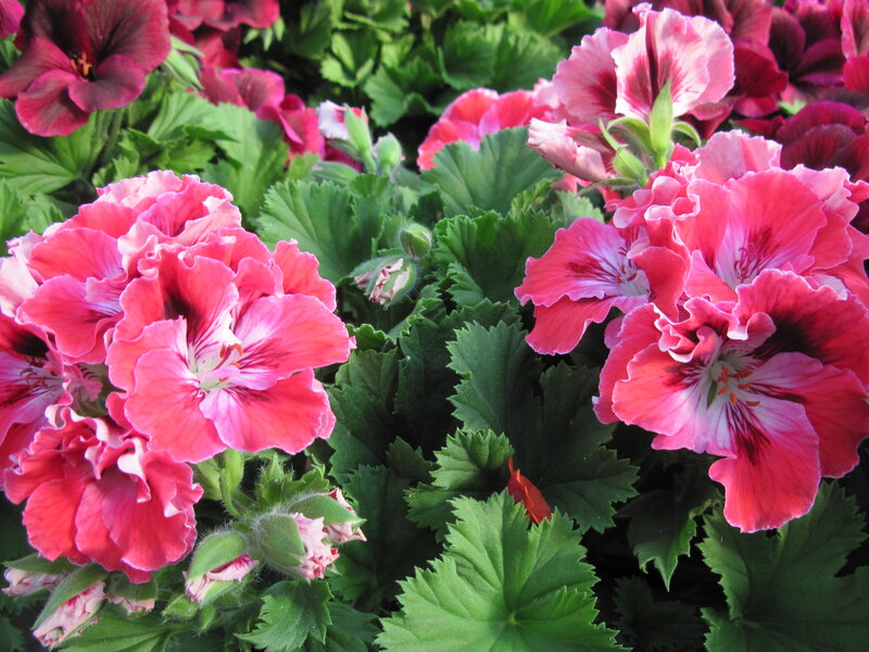 Pink Geranium Flowers — Vibrant