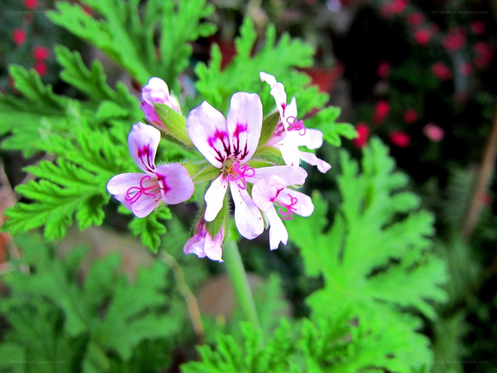 Pink geranium flowers with green leaves