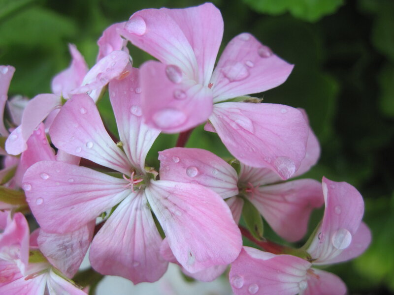 Pink geranium flowers with water droplets