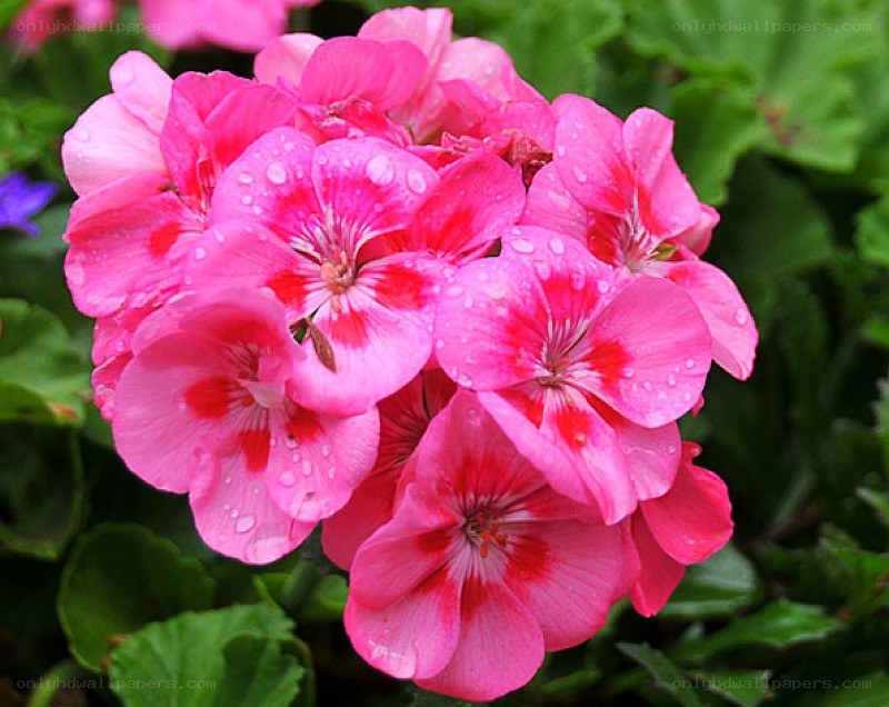 pink geranium flowers with water droplets