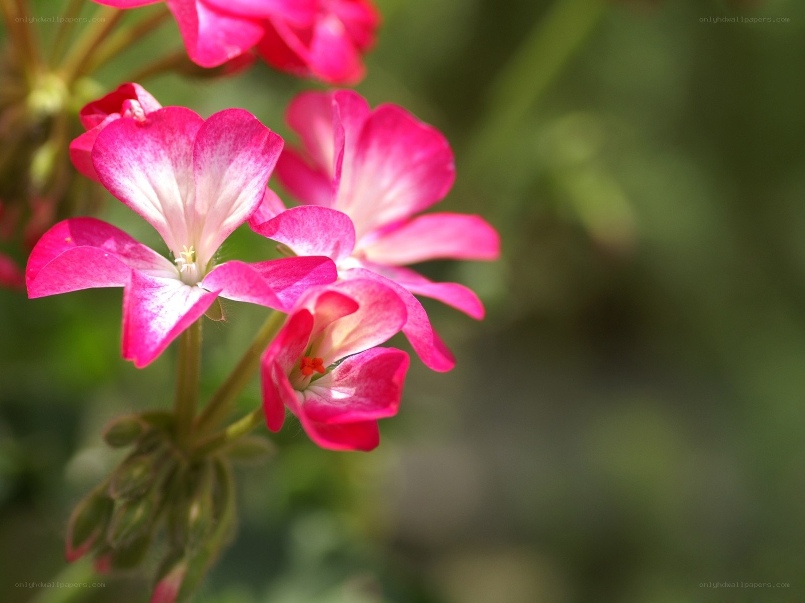 Pink geranium flowers